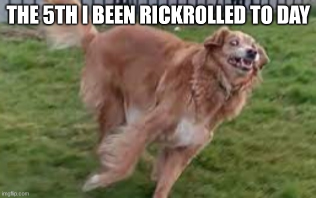 what dog | THE 5TH I BEEN RICKROLLED TO DAY | image tagged in what dog | made w/ Imgflip meme maker