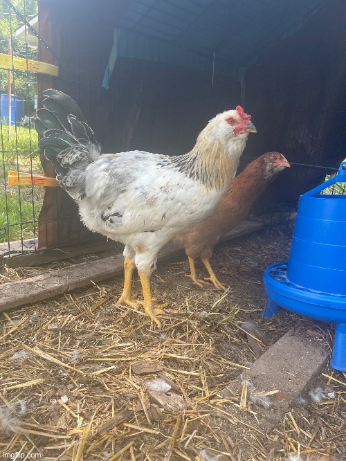 This is my new Easter egger rooster. He is beautiful | image tagged in photos,photography,nice cock bro | made w/ Imgflip meme maker