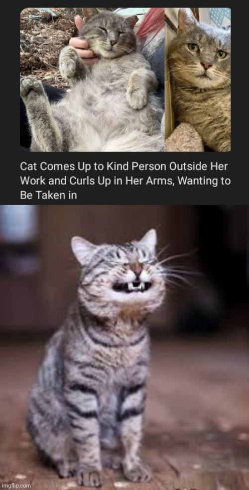 Cat wanted to be taken in | image tagged in smiling cat,cats,cat,memes,wholesome,work | made w/ Imgflip meme maker