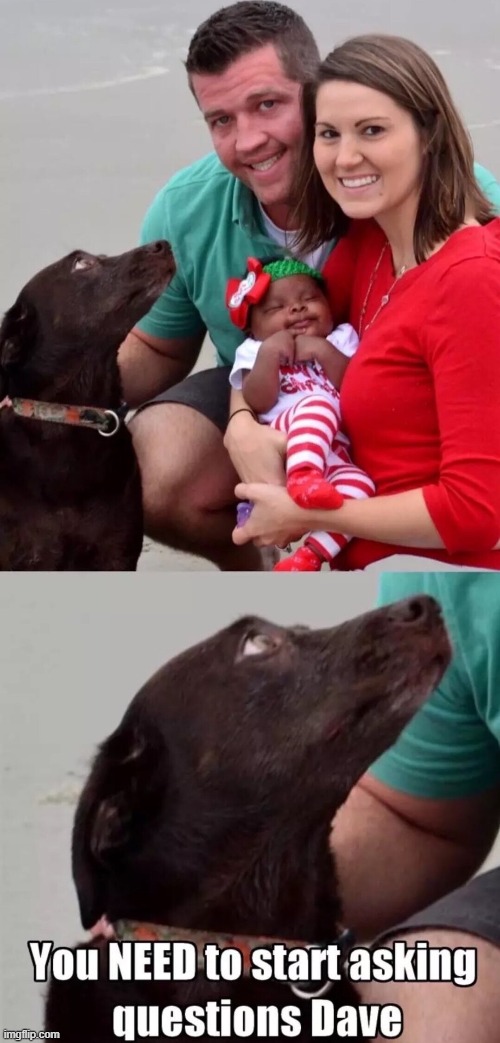 even the dog looks confused | image tagged in dogs | made w/ Imgflip meme maker