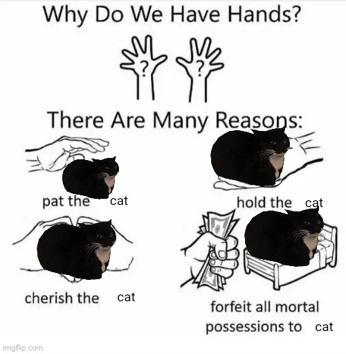 Why do we have hands? (all blank) | cat; cat; cat; cat | image tagged in why do we have hands all blank | made w/ Imgflip meme maker