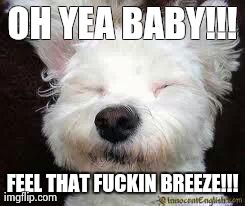 OH YEA BABY!!! FEEL THAT F**KIN BREEZE!!! | image tagged in dogs | made w/ Imgflip meme maker