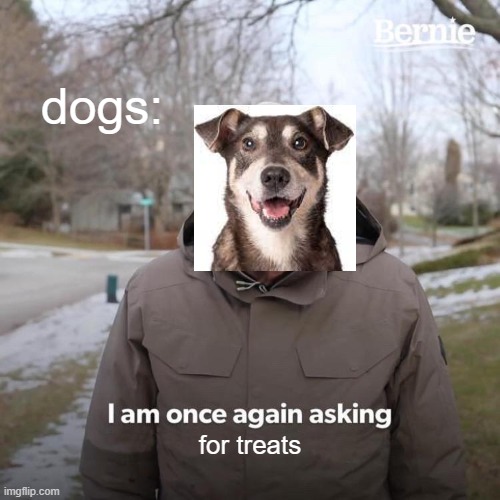 Bernie I Am Once Again Asking For Your Support | dogs:; for treats | image tagged in memes,bernie i am once again asking for your support,dog | made w/ Imgflip meme maker