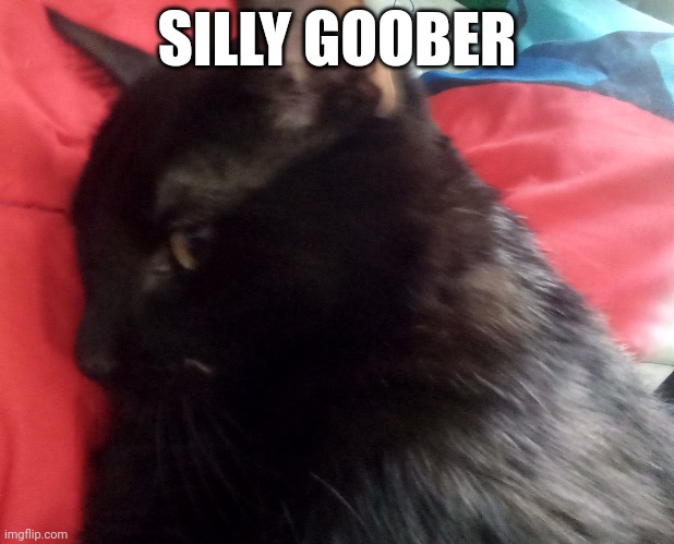 Gouda the cat | SILLY GOOBER | made w/ Imgflip meme maker