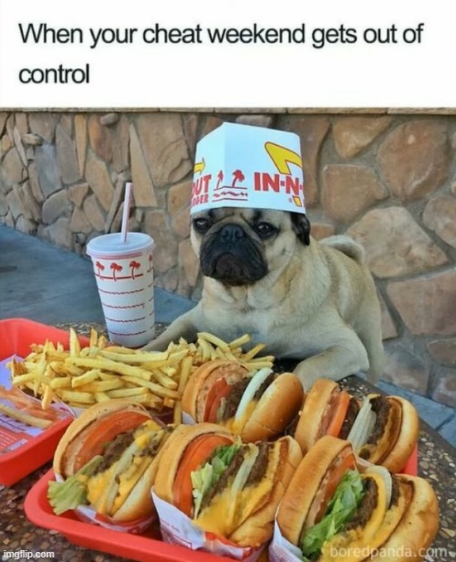 image tagged in pug,burgers,french fries,cheat | made w/ Imgflip meme maker