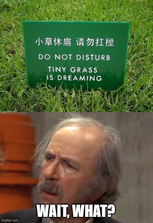 But what are they dreaming about? | WAIT, WHAT? | image tagged in grandpa joe wait what,grass,dreaming | made w/ Imgflip meme maker