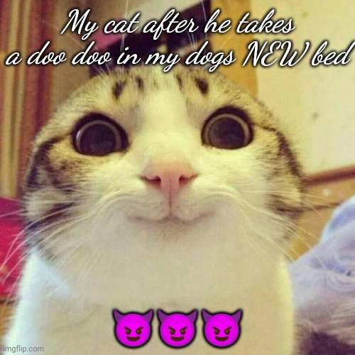 Smiling Cat Meme | My cat after he takes a doo doo in my dogs NEW bed; 😈😈😈 | image tagged in memes,smiling cat | made w/ Imgflip meme maker