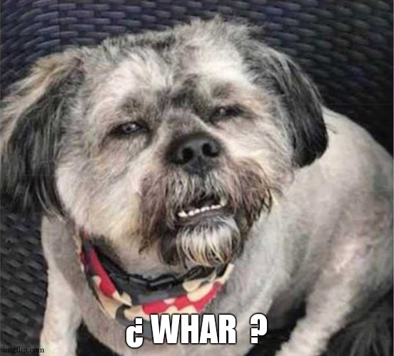 confused dog | ¿ WHAR  ? | image tagged in confused dog | made w/ Imgflip meme maker