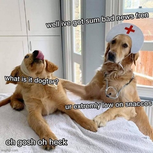 image tagged in dogs,memes,funny | made w/ Imgflip meme maker
