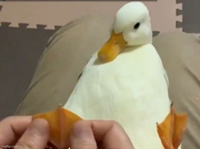 Duck foot massage | made w/ Imgflip meme maker