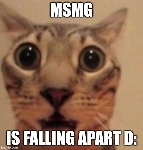 Shocked cat | MSMG; IS FALLING APART D: | image tagged in shocked cat | made w/ Imgflip meme maker