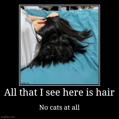 All that I see here is hair | No cats at all | image tagged in funny,demotivationals | made w/ Imgflip demotivational maker