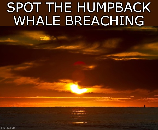 Whale? | SPOT THE HUMPBACK WHALE BREACHING | image tagged in sunrise,whale | made w/ Imgflip meme maker