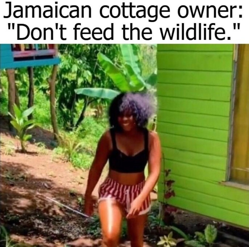 Don't feed the wildlife. | image tagged in jamaican,entitlement,american made,free shit,african americans | made w/ Imgflip meme maker