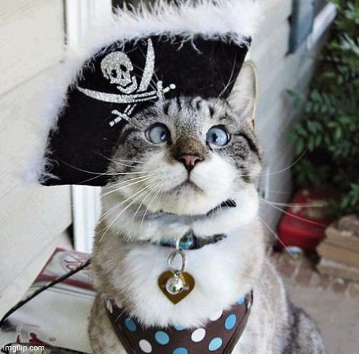 Pirate Cat Blank Meme Template