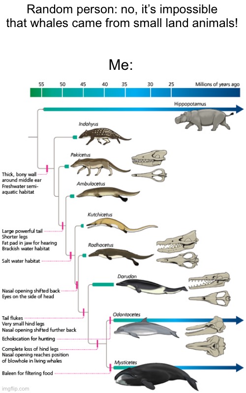Lessons in paleontology | Random person: no, it’s impossible that whales came from small land animals! Me: | image tagged in whales,evolution,random | made w/ Imgflip meme maker