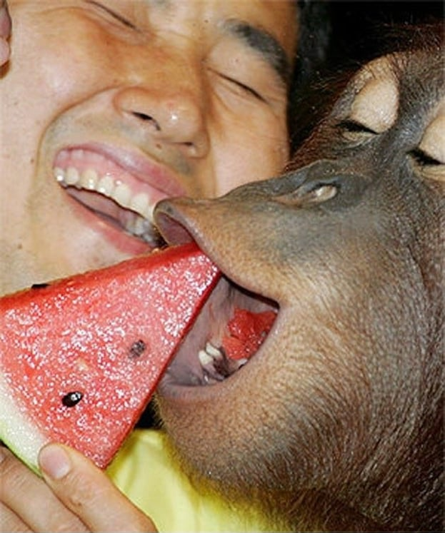 An Asian man feeding watermelon to a monkey. Blank Meme Template