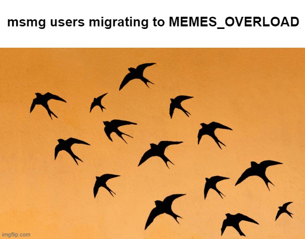 true | msmg users migrating to MEMES_OVERLOAD | image tagged in migrating swallows | made w/ Imgflip meme maker