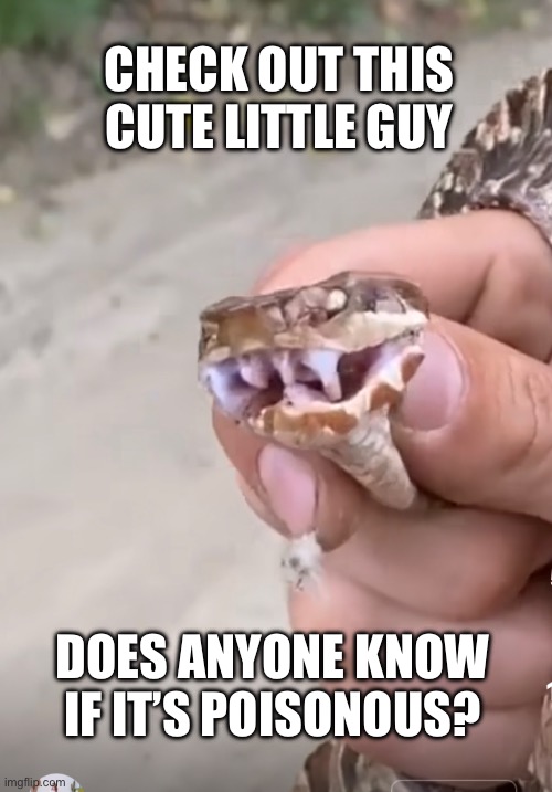 Venomous Poisonous Snake | CHECK OUT THIS CUTE LITTLE GUY; DOES ANYONE KNOW IF IT’S POISONOUS? | image tagged in warning snake,hold my beer | made w/ Imgflip meme maker