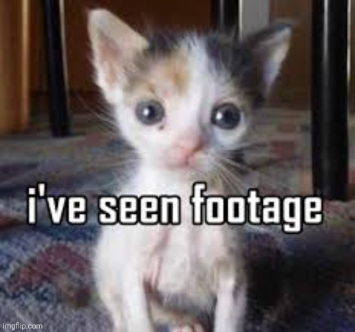 Cat | image tagged in shitpost,cat,oh wow are you actually reading these tags | made w/ Imgflip meme maker