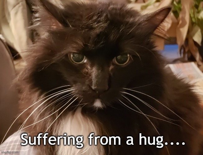 suffering succotash Taz | Suffering from a hug.... | image tagged in cat,grumpy cat | made w/ Imgflip meme maker