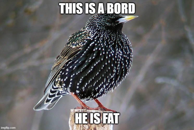 The bord | THIS IS A BORD; HE IS FAT | made w/ Imgflip meme maker