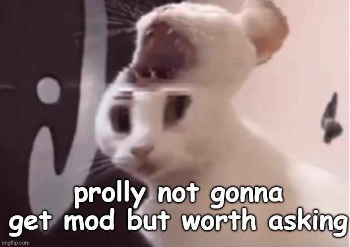 Shocked cat | prolly not gonna get mod but worth asking | image tagged in shocked cat | made w/ Imgflip meme maker