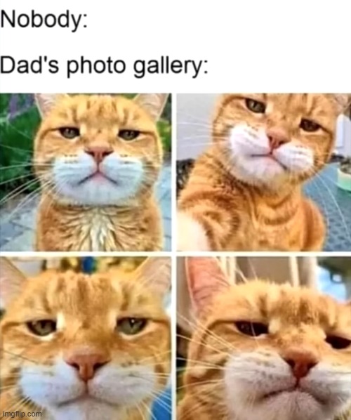 image tagged in dad,photo gallery,cat | made w/ Imgflip meme maker
