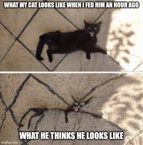 Hungry cat | WHAT MY CAT LOOKS LIKE WHEN I FED HIM AN HOUR AGO; WHAT HE THINKS HE LOOKS LIKE | image tagged in cat,cats,cat food,feed me,hungry,hungry cat | made w/ Imgflip meme maker