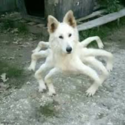 Spider Doggo | image tagged in spider doggo | made w/ Imgflip meme maker