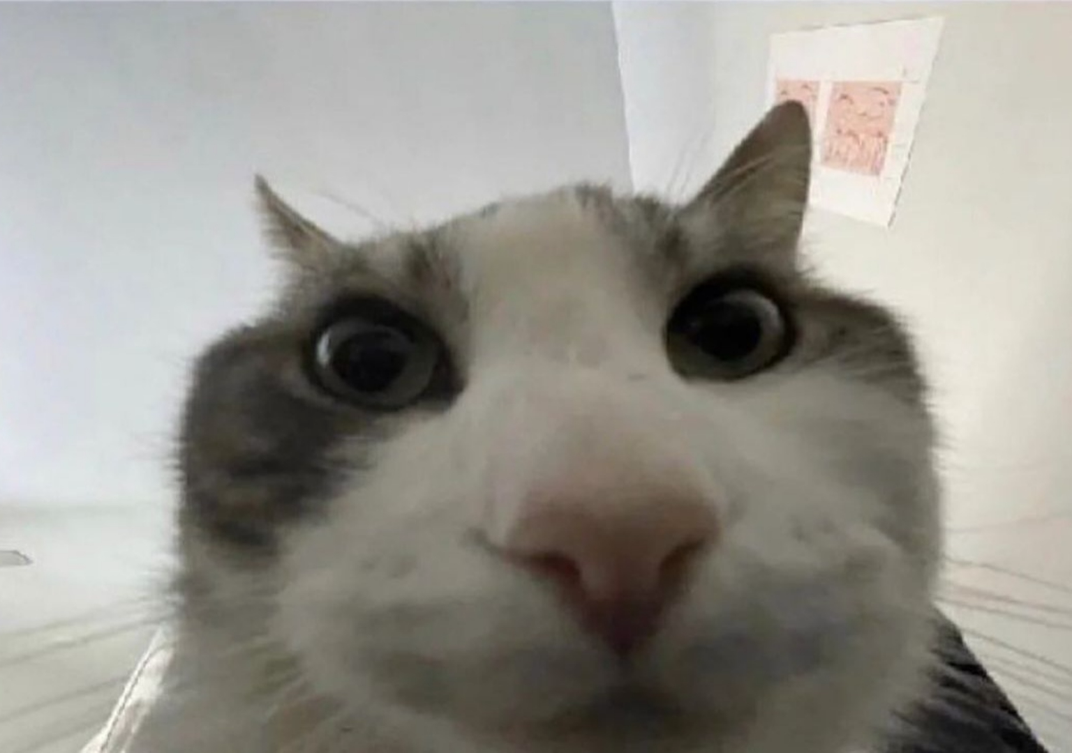 Cat looking inside Blank Meme Template