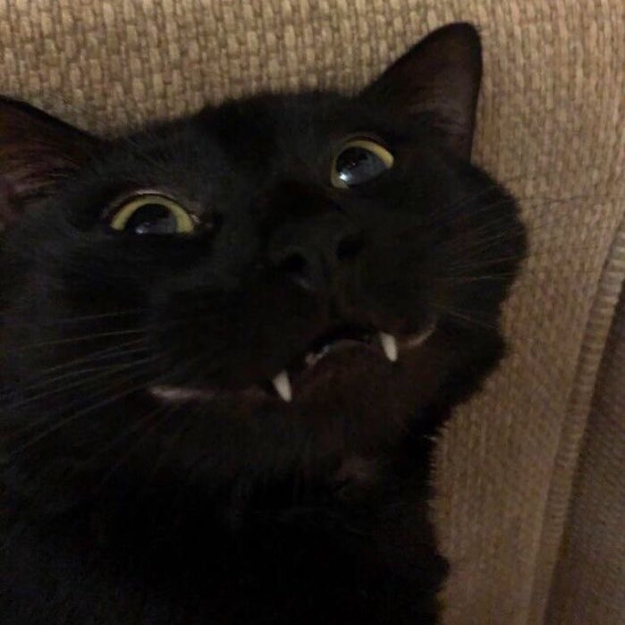 Black Cat Smile Blank Meme Template