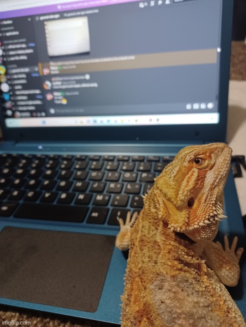 You encounter this lil dude on his computer, wyd? | image tagged in bearded dragon | made w/ Imgflip meme maker