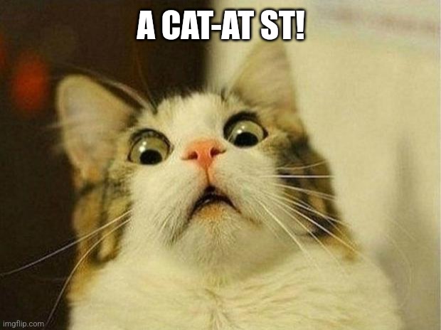Scared Cat Meme | A CAT-AT ST! | image tagged in memes,scared cat | made w/ Imgflip meme maker