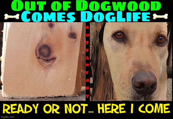 Dogwood: the Rebirth | image tagged in vince vance,dogs,dogwood,doge,dog face,memes | made w/ Imgflip meme maker