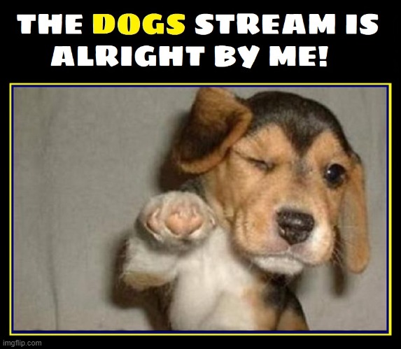 image tagged in vince vance,dogs,stream,memes,woof,bow wow | made w/ Imgflip meme maker