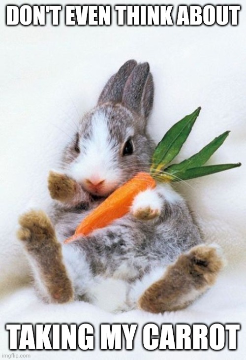 DON'T EVEN THINK ABOUT; TAKING MY CARROT | image tagged in bunny,rabbit | made w/ Imgflip meme maker