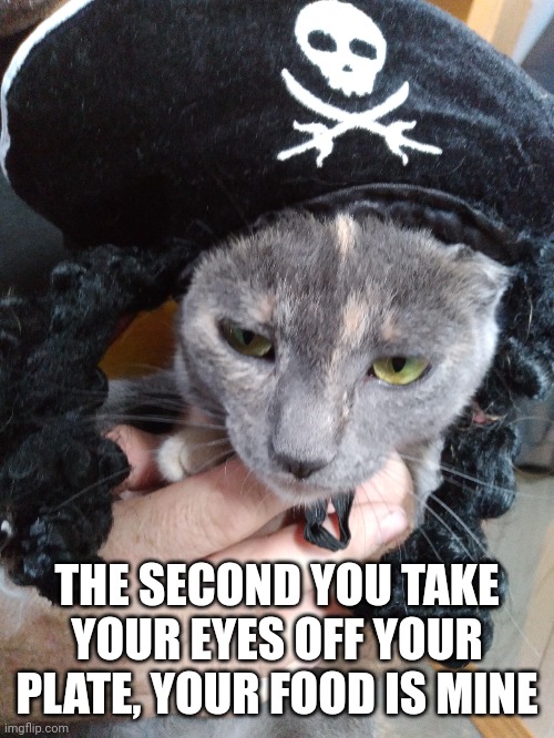 PIRATE CAT | THE SECOND YOU TAKE YOUR EYES OFF YOUR PLATE, YOUR FOOD IS MINE | image tagged in cats,funny cats,pirate | made w/ Imgflip meme maker