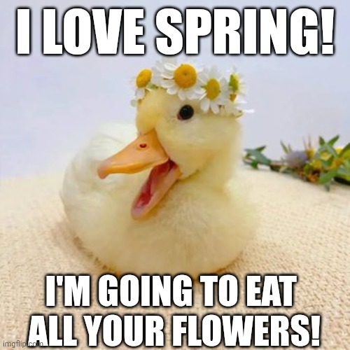 DON'T LET DUCKS IN YOUR FLOWER BED | I LOVE SPRING! I'M GOING TO EAT 
ALL YOUR FLOWERS! | image tagged in ducks,duck | made w/ Imgflip meme maker