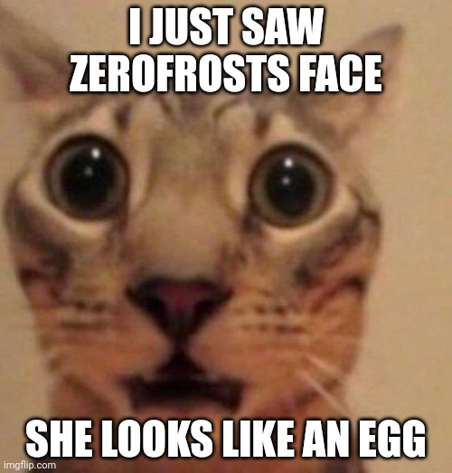 Shocked cat | I JUST SAW ZEROFROSTS FACE; SHE LOOKS LIKE AN EGG | image tagged in shocked cat | made w/ Imgflip meme maker