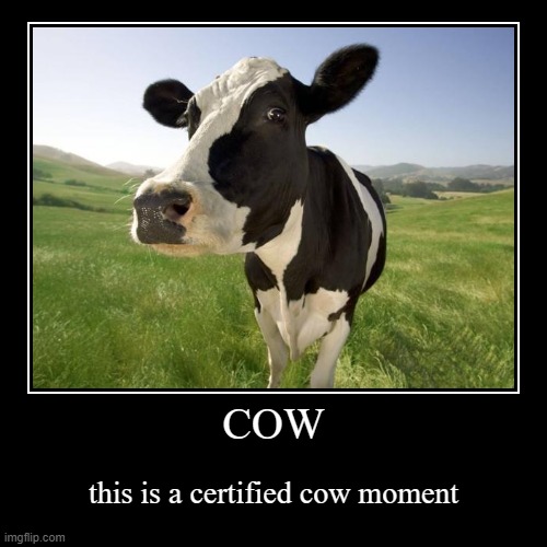 COW | this is a certified cow moment | image tagged in funny,demotivationals | made w/ Imgflip demotivational maker