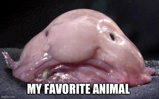 Blobfish | MY FAVORITE ANIMAL | image tagged in blobfish | made w/ Imgflip meme maker