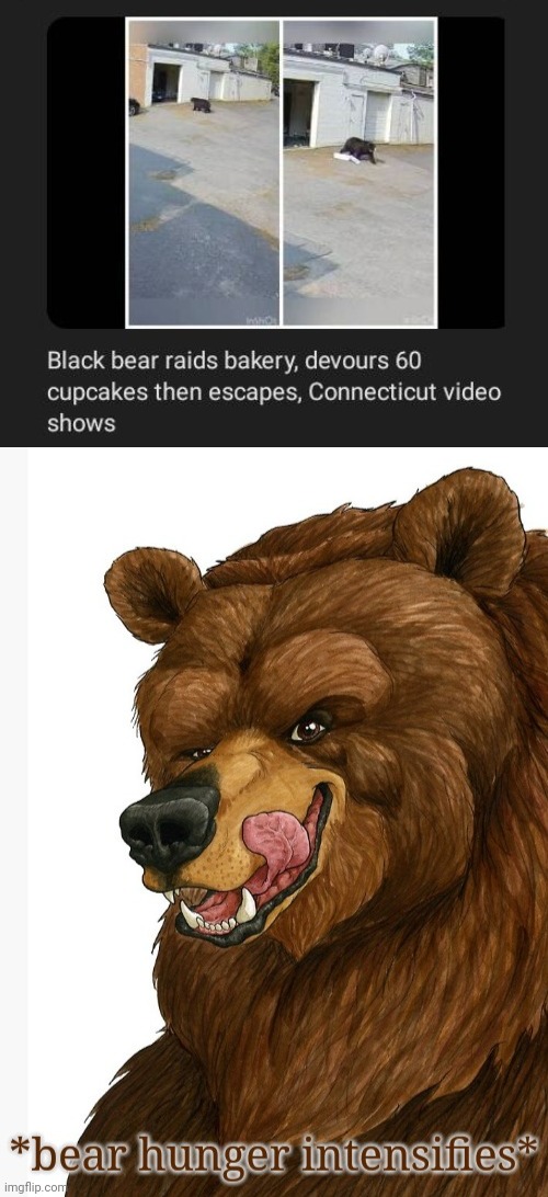 Bear raider | image tagged in bear hunger intensifies,bear,raid,memes,cupcakes,connecticut | made w/ Imgflip meme maker