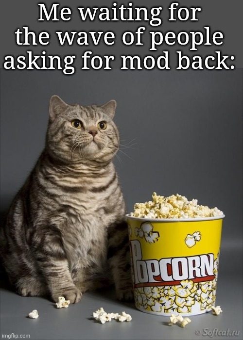 Cat eating popcorn | Me waiting for the wave of people asking for mod back: | image tagged in cat eating popcorn | made w/ Imgflip meme maker