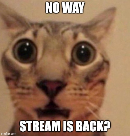 Shocked cat | NO WAY; STREAM IS BACK? | image tagged in shocked cat | made w/ Imgflip meme maker