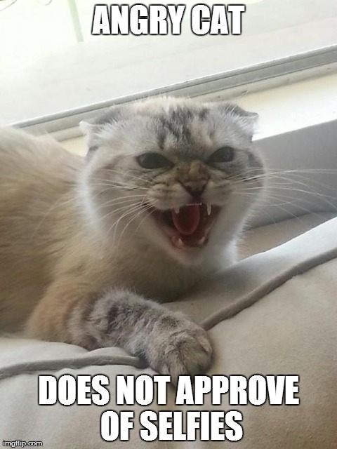 ANGRY CAT DOES NOT APPROVE OF SELFIES | image tagged in angry cat | made w/ Imgflip meme maker