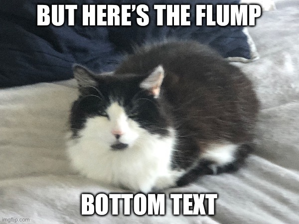 Flump | BUT HERE’S THE FLUMP; BOTTOM TEXT | image tagged in flump,cats,cat | made w/ Imgflip meme maker
