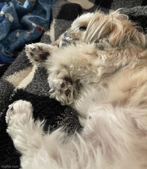 my grandma's dog | made w/ Imgflip meme maker