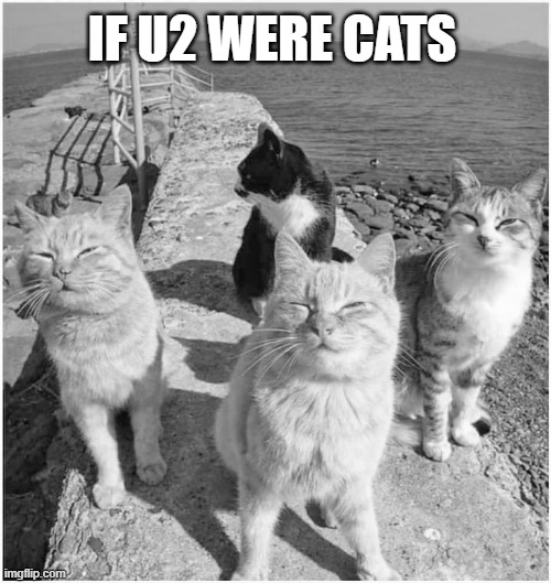 U2 Cats | IF U2 WERE CATS | image tagged in u2,cats | made w/ Imgflip meme maker
