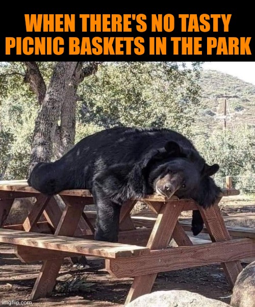 Bummed Bear | WHEN THERE'S NO TASTY PICNIC BASKETS IN THE PARK | image tagged in bears,funny animals,yogi bear,picnic basket | made w/ Imgflip meme maker